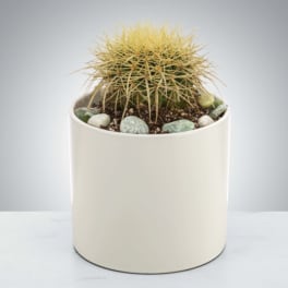 Cactus Plant by BloomNation™