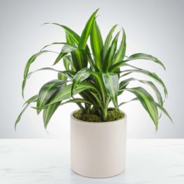 Dracaena Plant by BloomNation™