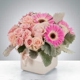 Compact arrangement of peach roses and pink gerbera daisies with silvery foliage in a square cream vase.