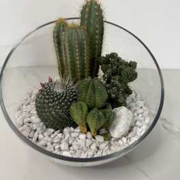 Glass bowl terrarium with several cacti and white stones