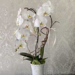 White orchid arrangement in a tall white vase
