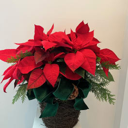 Red poinsettia arrangement in a woven basket with a green ribbon