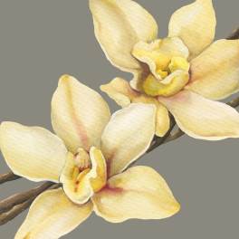 Two pale yellow orchid blossoms on a branch
