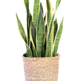Snake plant in a woven basket planter
