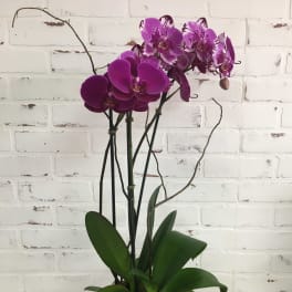 Purple orchids in a clear square vase with broad green leaves