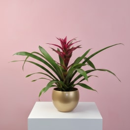 Bromeliad