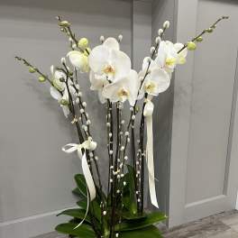 Tall white orchid arrangement in a wooden container with ribbon