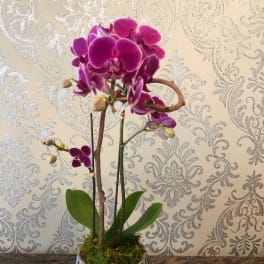 Potted purple orchid arrangement in a striped ceramic pot