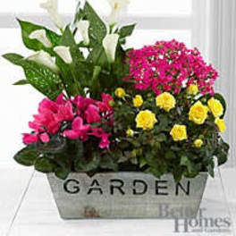 Blooming garden planter