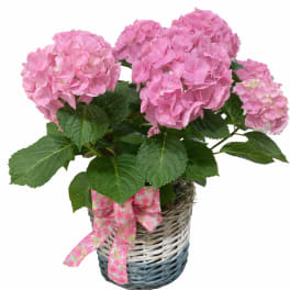 Pretty Pink Hydrangea In A Decorative Basket