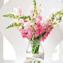 Pink and white snapdragons in a clear glass vase with a ribbon