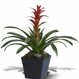 Potted red tropical plant in a black square pot with moss and stones
