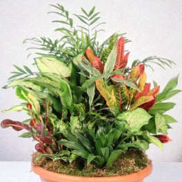 Tropical foliage arrangement in a terracotta bowl