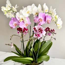 Potted orchids in white, pink, and burgundy blooms in a silver container