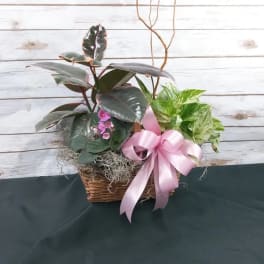 Potted plant arrangement in a wicker basket with a pink ribbon bow