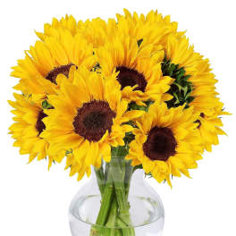 Glass vase of yellow sunflowers with dark centers arranged in clear water