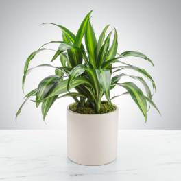 Dracaena Plant