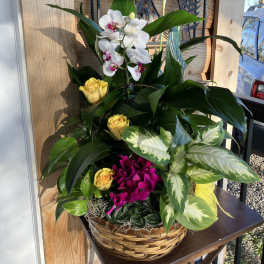 Basket garden with white orchid, yellow roses, fuchsia blooms, and assorted foliage plants