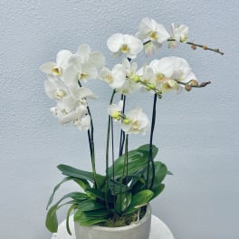 White orchids in a gray pot on a round table