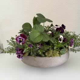 Low planter with purple pansies and green foliage in a shallow bowl