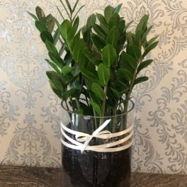 Potted green plant in a clear glass cylinder with a ribbon