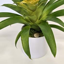 Yellow Bromeliad Plant