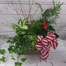 Mixed green plant arrangement with red ribbon bows in a woven basket