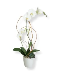 White orchid plant in a white pot with a small succulent