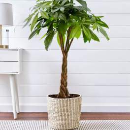 Potted braided money tree plant in a woven basket planter