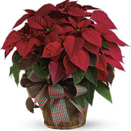 Potted poinsettia with red bracts and a plaid ribbon