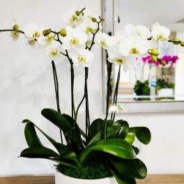 White orchid plant in a white pot