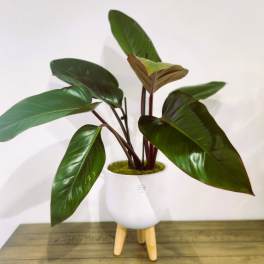 Potted tropical plant with large glossy green leaves in a white stand