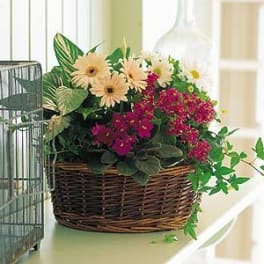 Basket arrangement with peach daisies and magenta flowers