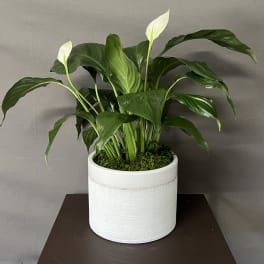 Potted peace lily with white blooms in a white ceramic planter