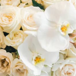 Cream roses and white orchids in a close-up floral arrangement