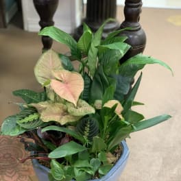 Potted mixed houseplant arrangement with pink and green foliage