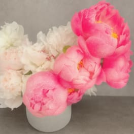 Pink and white peonies arranged in a small white vase