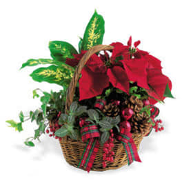 Basket arrangement with red poinsettias and pinecones