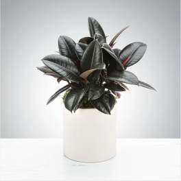 Rubber Plant by BloomNation™