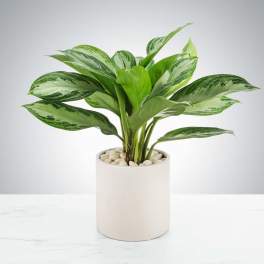 Chinese Evergreen Plant by BloomNation™