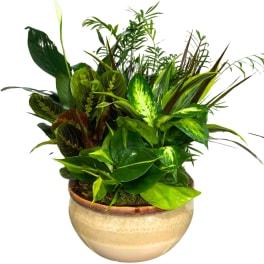Mixed green houseplants in a round ceramic bowl planter