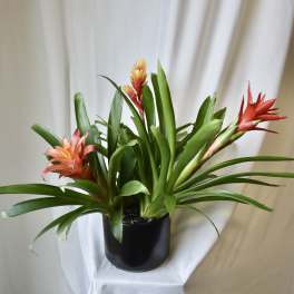 Triple Bromeliad