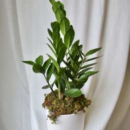 Potted green plant with glossy upright leaves in a white container