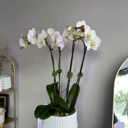 White Orchids in Pot D