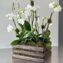White orchids arranged in a wooden planter with moss