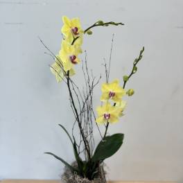Yellow orchids in a wooden box with decorative twigs