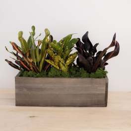 Mixed potted plants in a rectangular wooden planter