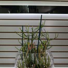 Potted succulent arrangement in a round glass bowl with white stones