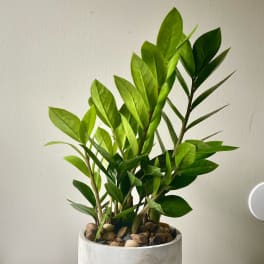 Potted green houseplant in a white ceramic planter
