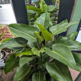 Large leafy green potted plant with broad glossy leaves